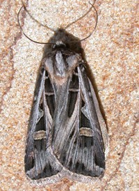 Bright-striped Dart